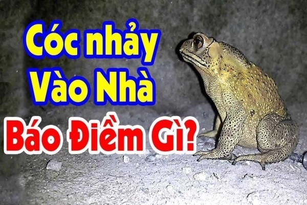Cóc vào nhà là điềm g